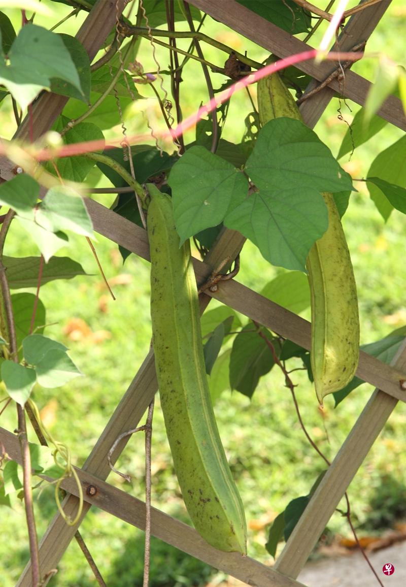 龙眼刀豆粥 助你补心养颜