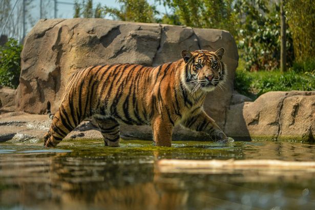 Chester Zoo live stream is giving an online tour of its most popular animals