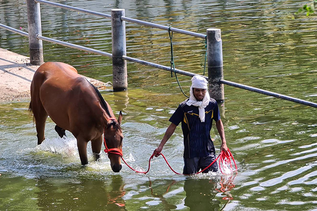 Deadly virus kills 42 racehorses in Korat