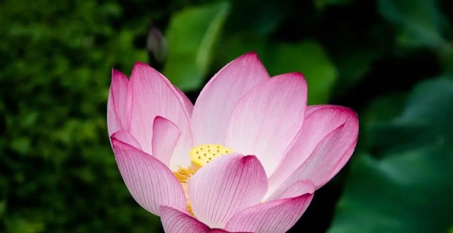 算命师傅：未来7天，3属相横财到手，事业青云直上，红火一整年