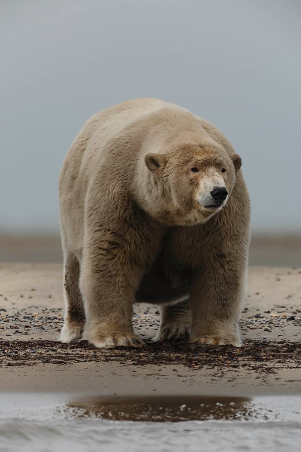 Fat polar bear that is 30st overweight gets unflattering nickname from locals