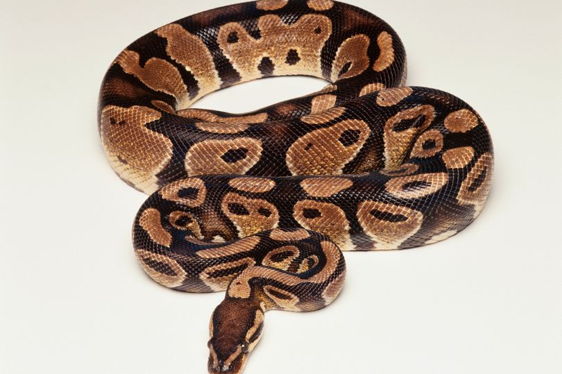 Nada Farhoud: 'Let’s end the cruel market trade of exotic pets'