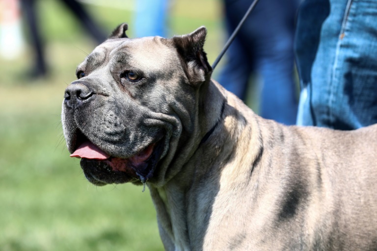 US man teaching dog to drive arrested after high-speed chase