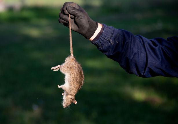 Giant rats 'could invade streets and homes' as COVID-19 stockpilers dump spoiled food