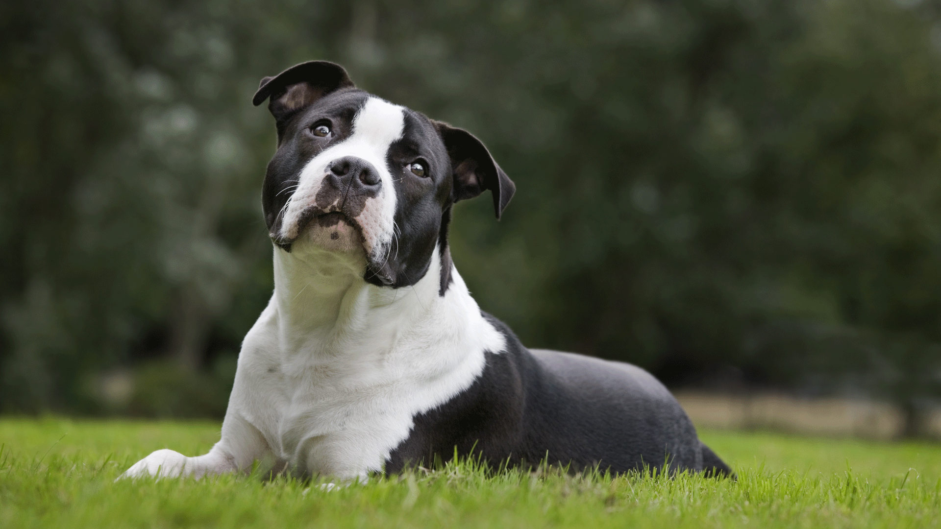 Man Leads Police on High-Speed Chase After Trying to Teach Dog to Drive
