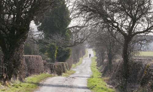 Country diary: there's solace to be found walking down a rural lane