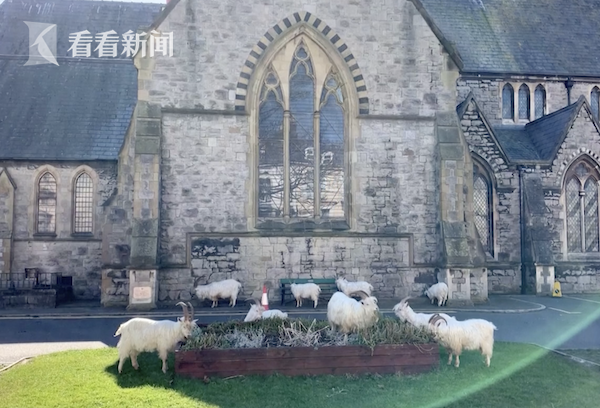 英国小镇因疫情封锁 山羊下山“占领”冷清街道