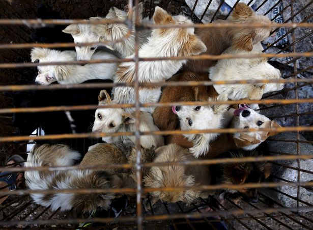 Chinese city bans dog and cat meat trade amid coronavirus crisis