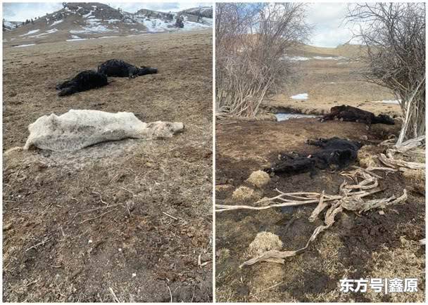 蒙大拿州数百头牛被弃野外致数十死，牧场老板被以虐待动物罪起诉