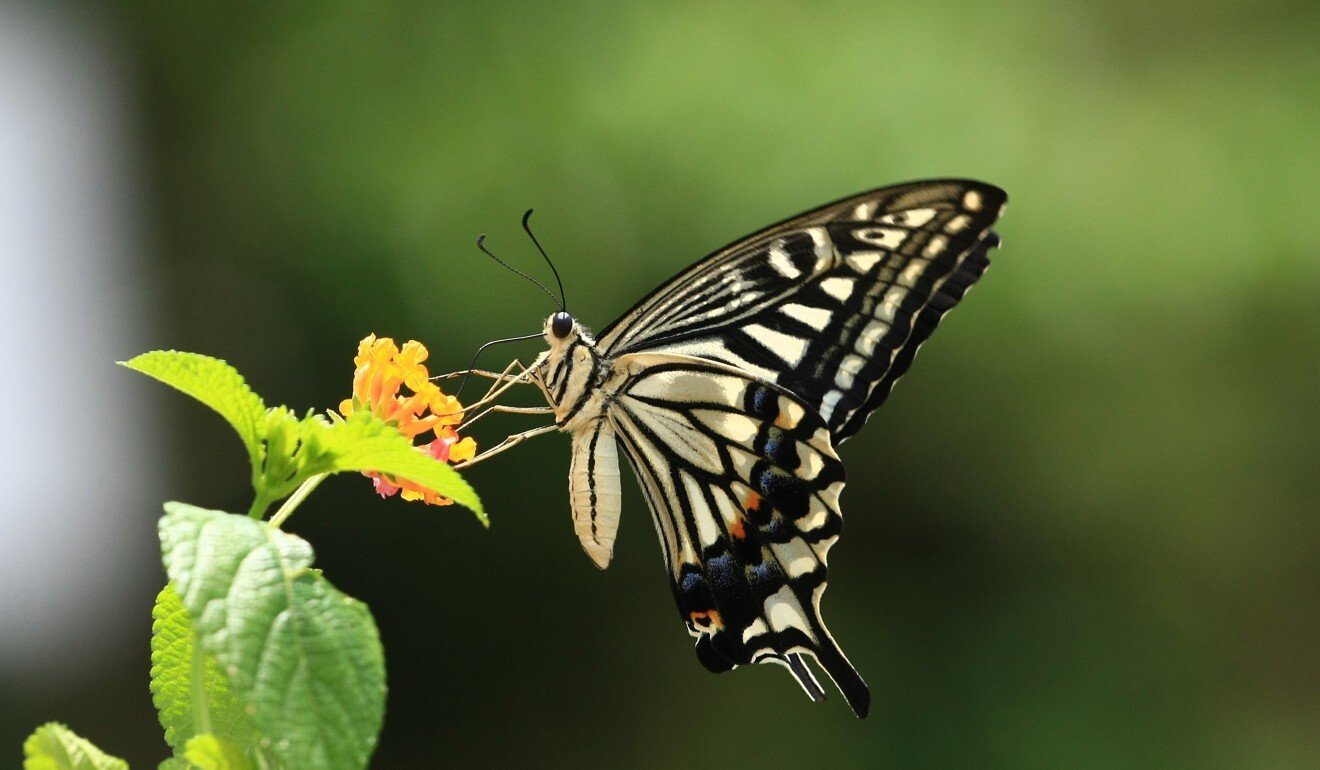 Explosion in Hong Kong butterfly population linked to hottest year ever