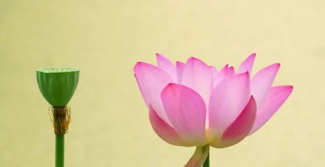 5月上旬添喜添财，3大属相霉运散尽，事业大顺，美梦全实现