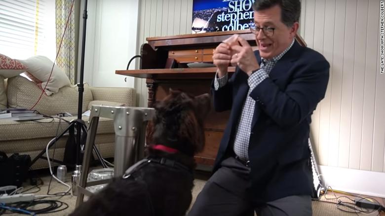Stephen Colbert's dog Benny is the new star of the 'Late Show'