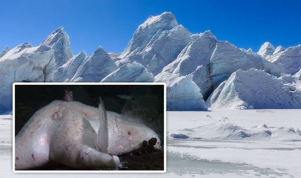 Antarctica shock: ‘Giant evolving’ sea creatures unearthed by divers below ice revealed