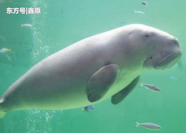 日本冲绳首次发现疑似儒艮进食海草痕迹，专家称或是其栖息地！
