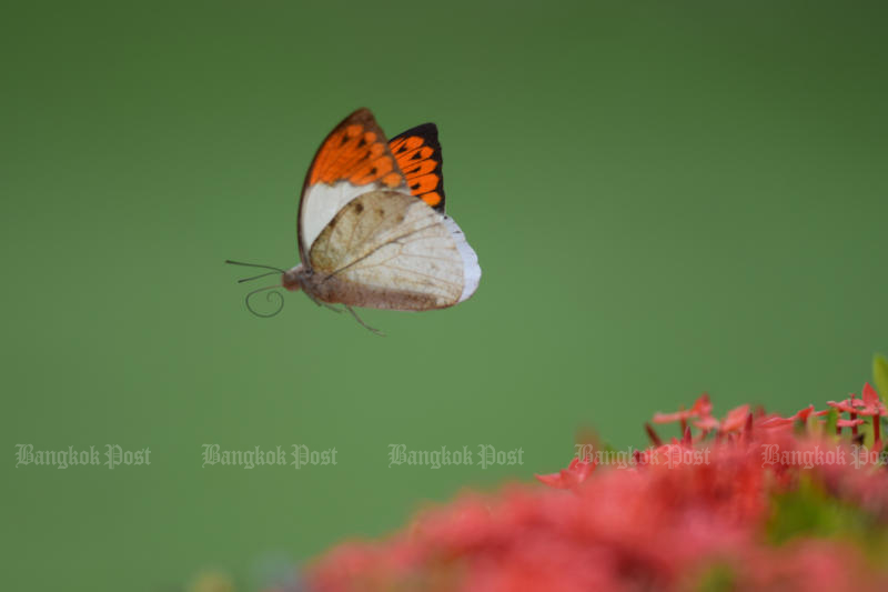 HK butterfly population explosion linked to hottest year ever