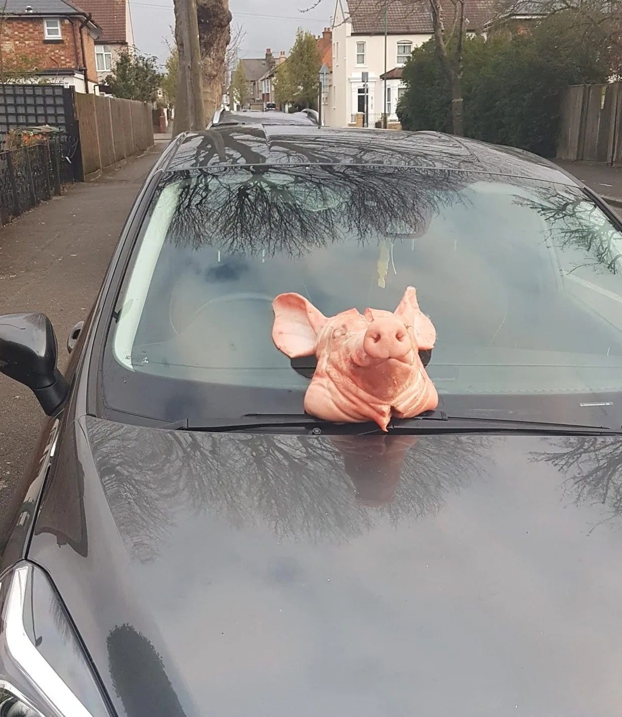 Pig’s head dumped on police officer’s car windscreen during coronavirus lockdown
