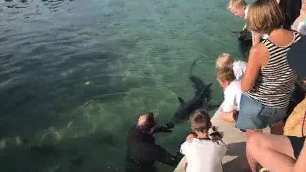 Hundreds ignore lockdown laws and flock to beach to see great white shark