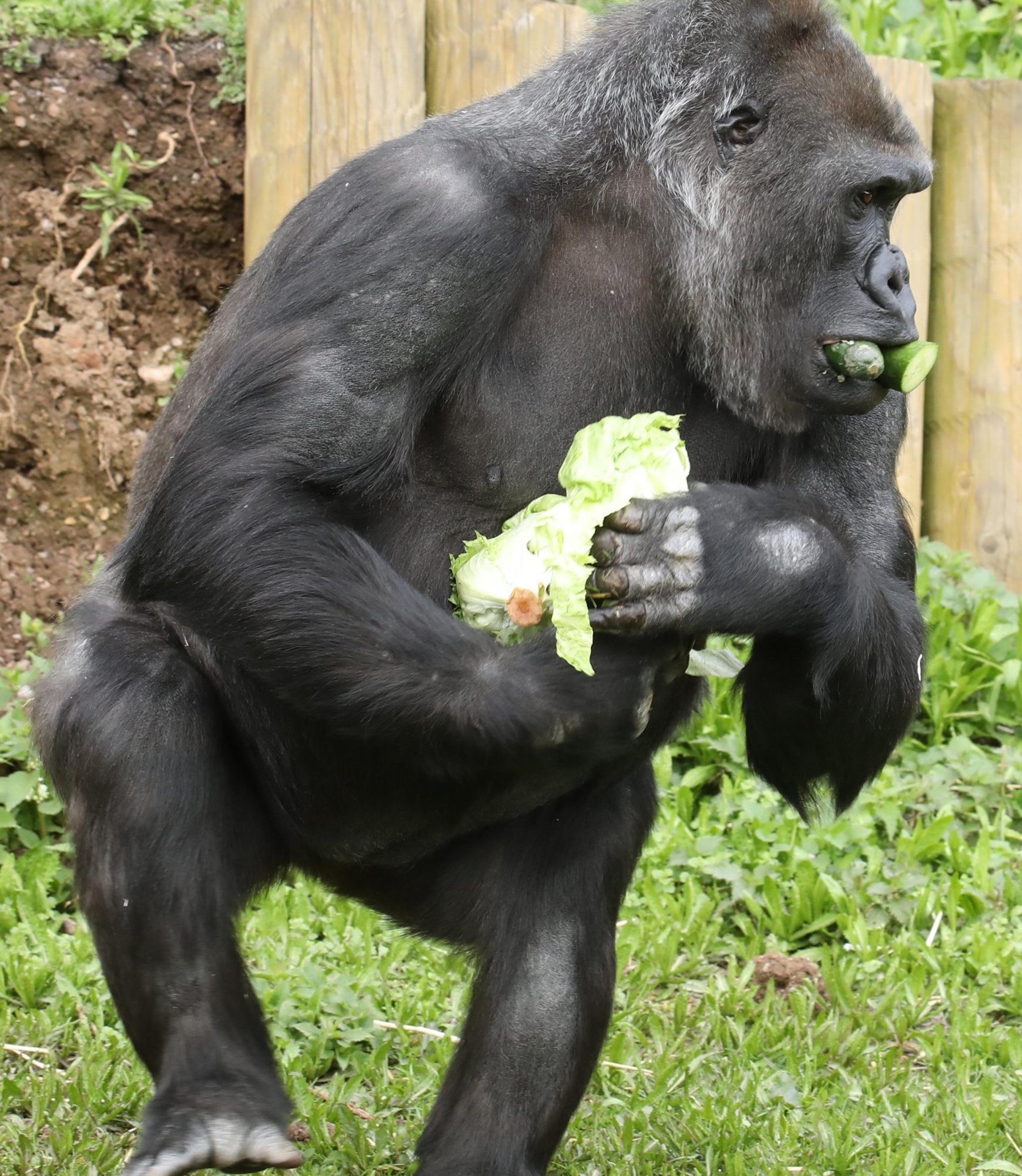 Even the UK’s gorillas are stockpiling to get through the coronavirus crisis