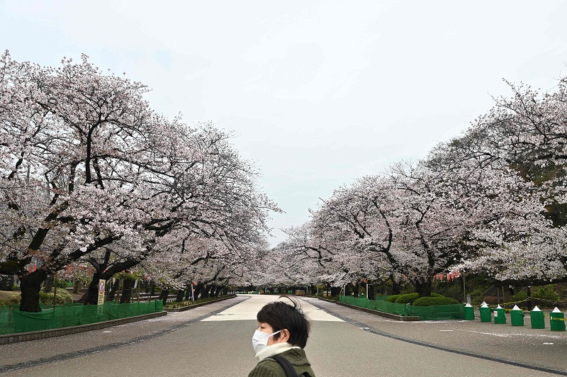 日本东京单日确诊破百·疑跟赏樱出游有关