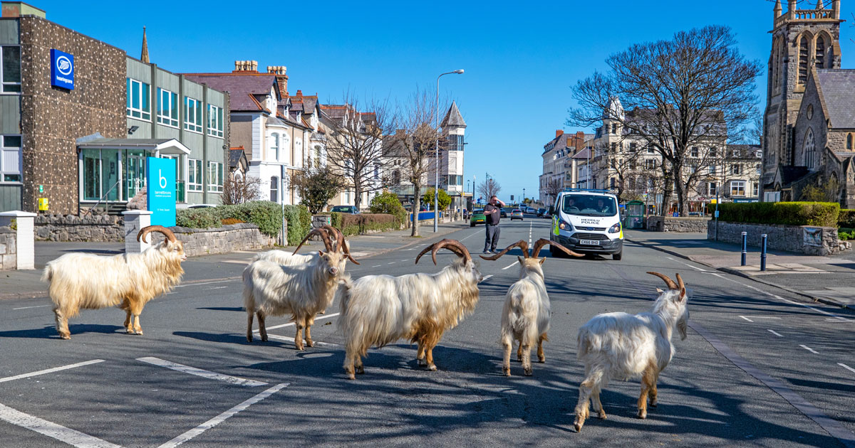 A Bunch Of Goats Just Took Over A Welsh Town During Quarantine