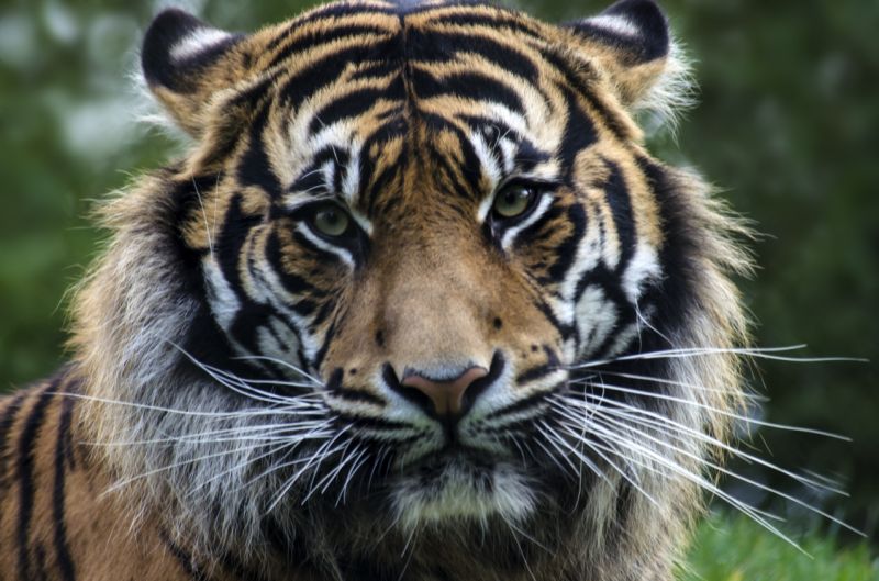 New York tiger tests positive for coronavirus, can animals pass the infection to humans?