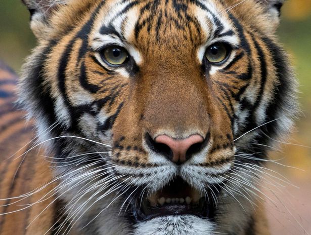 'No proof cats can spread coronavirus' after tiger tests positive