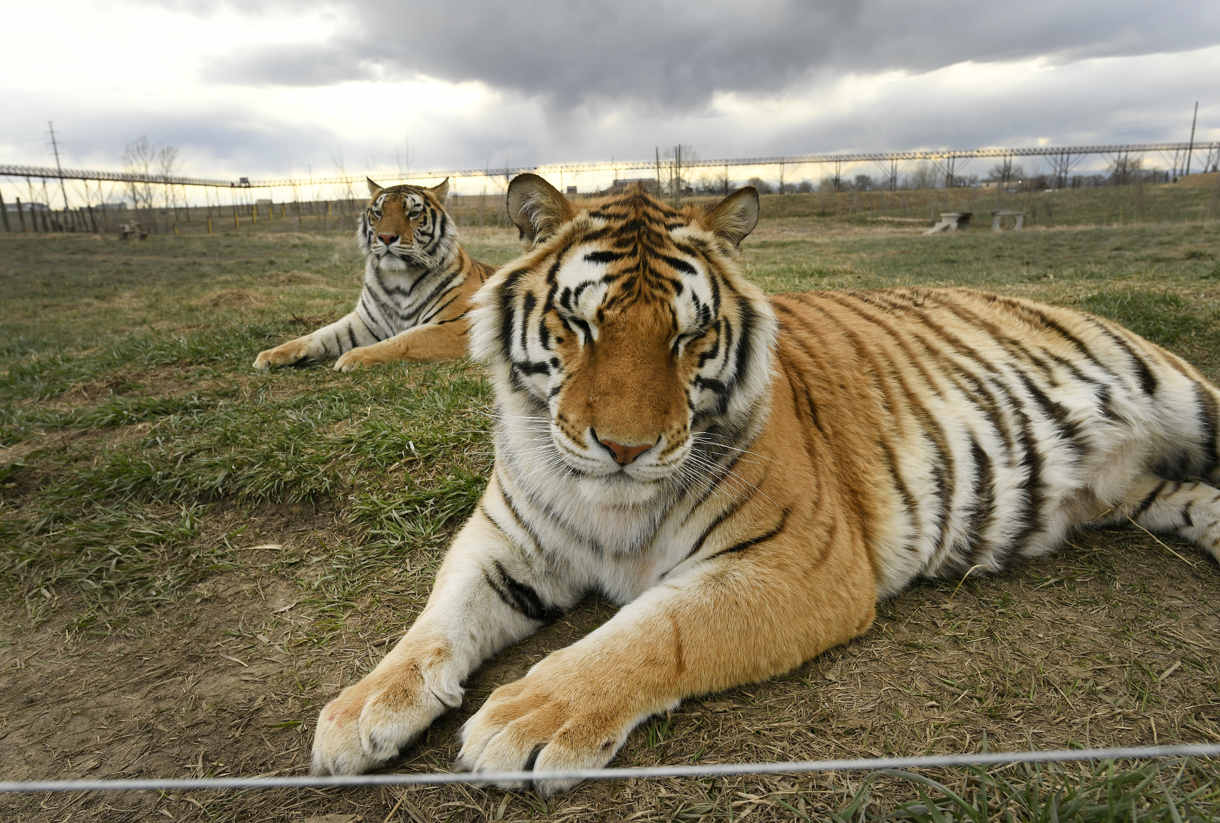 Tiger King is less fun when you actually think about the victims