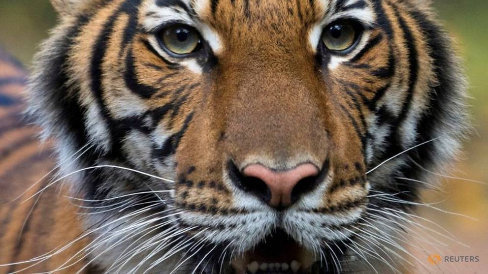 Tiger with COVID-19 gets medication, TLC from Bronx Zoo keepers