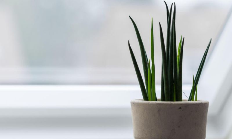 Open your windows – and four other ways to improve the air quality at home