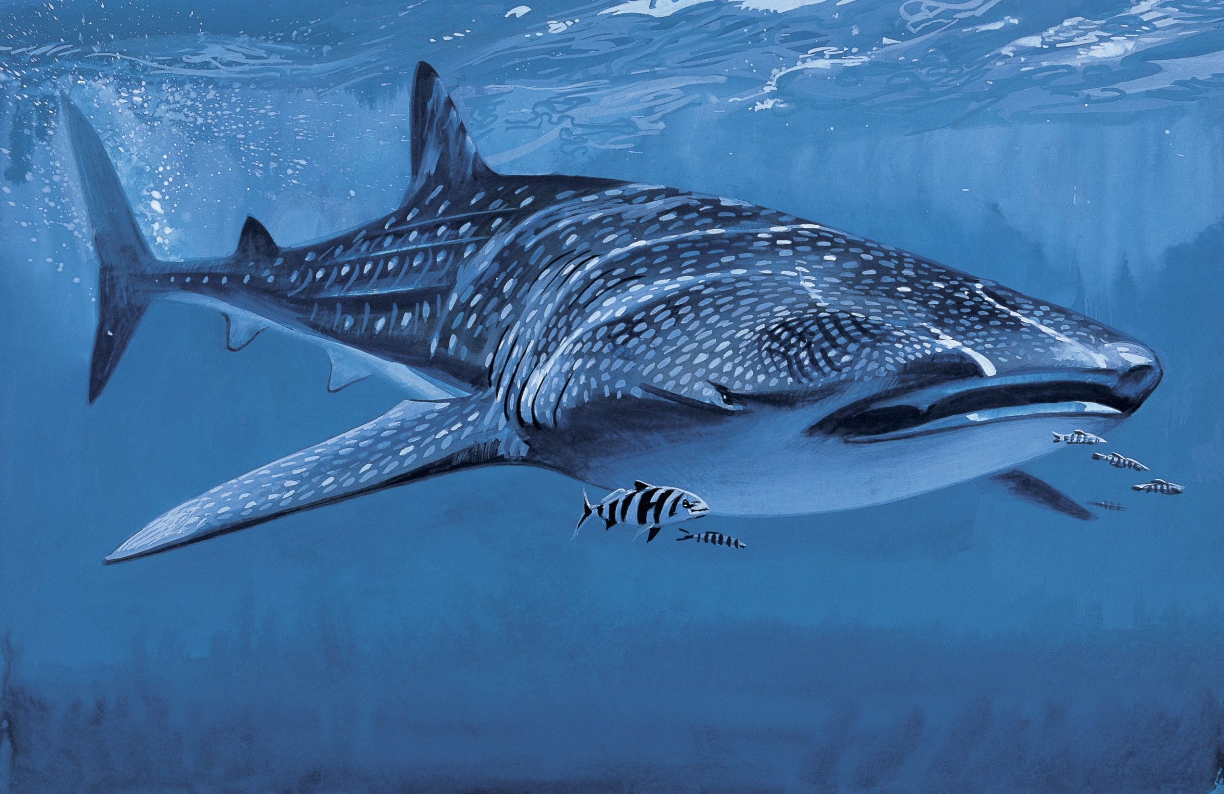 Atom bomb tech means scientists can carbon date whale sharks