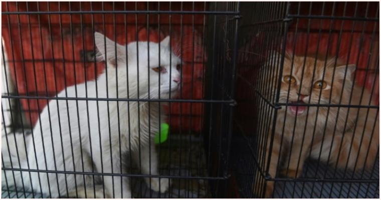 Hundreds of Animals Left To Die In Pakistan’s Pet Markets As Shop Owners Close For Lock Downs