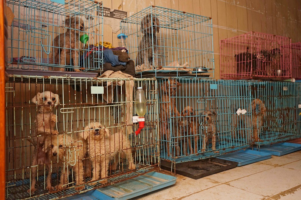 Hong Kong woman jailed for seven weeks for abusing dogs in Yuen Long breeding farm
