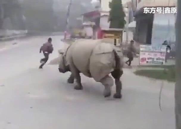 尼泊尔犀牛在公园外游荡，吓到路人掉头就跑！