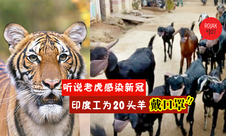 防疫措施做很足⚡听说老虎确诊新冠，印度养殖户担心羊群也感染，为20头羊戴上口罩！