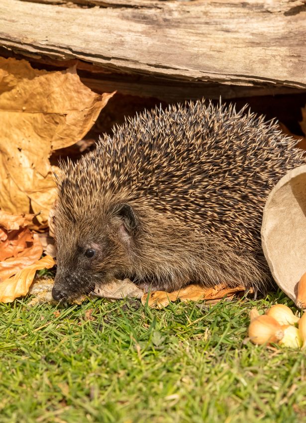 Chris Packham's wildlife lockdown: Animal magic with Britian's springtime mammals