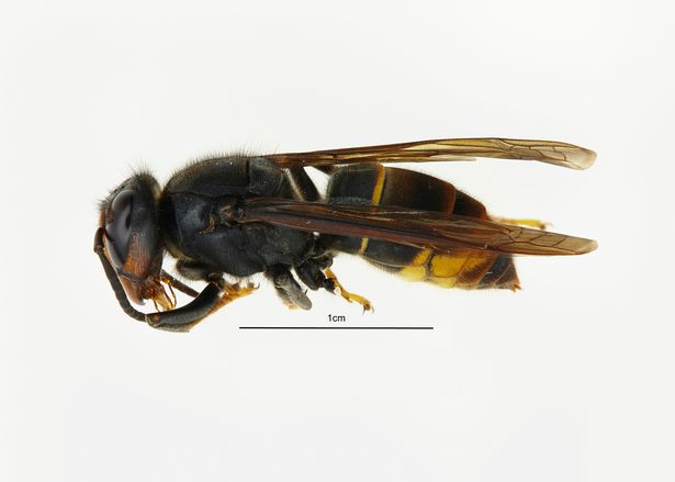 Deadly giant Asian Hornets that can 'kill with one sting' are heading to the UK