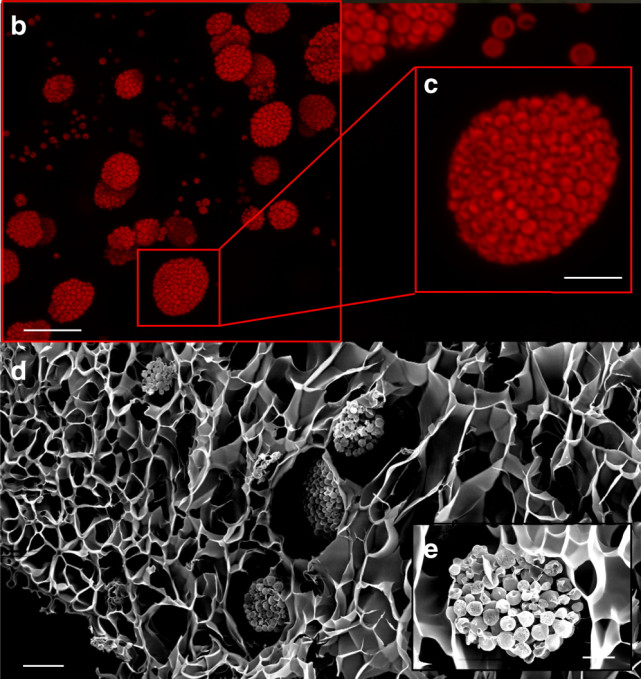 3D-printed ‘bionic corals’ mimic a reef’s powers of photosynthesis