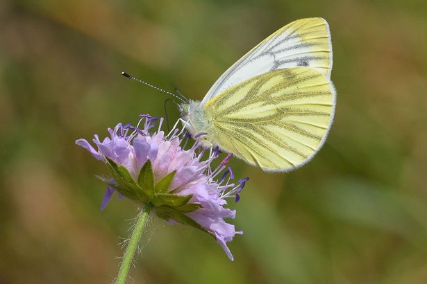 Chris Packham's wildlife lockdown: Brilliant British butterflies and how to identify them