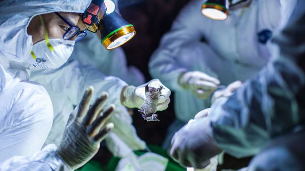 Wuhan lab 'was experimenting on bats' from cave 'where coronavirus may have originated'