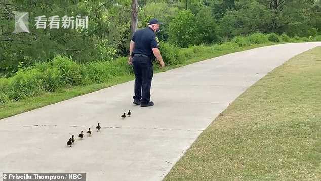 警察局副局长和手下公园里领一群小鸡找"妈妈"