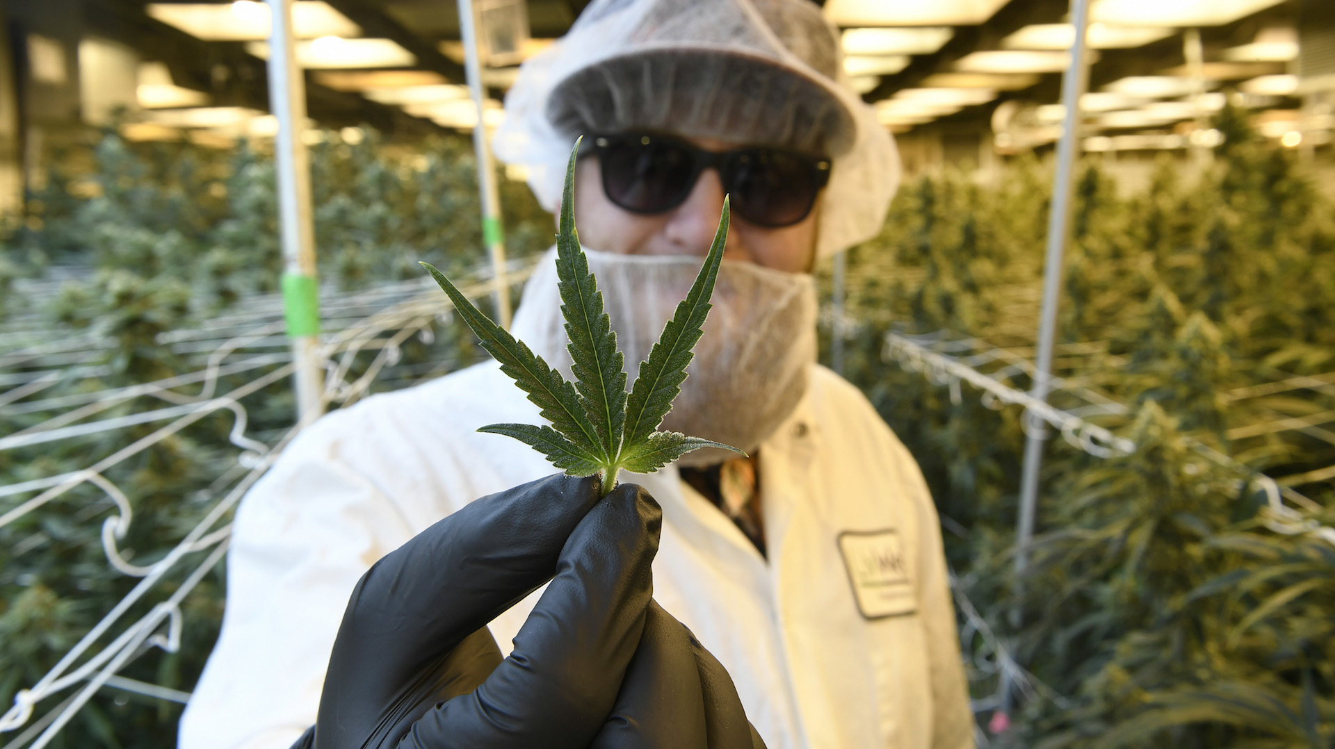 Virginia Governor Decriminalizes Marijuana