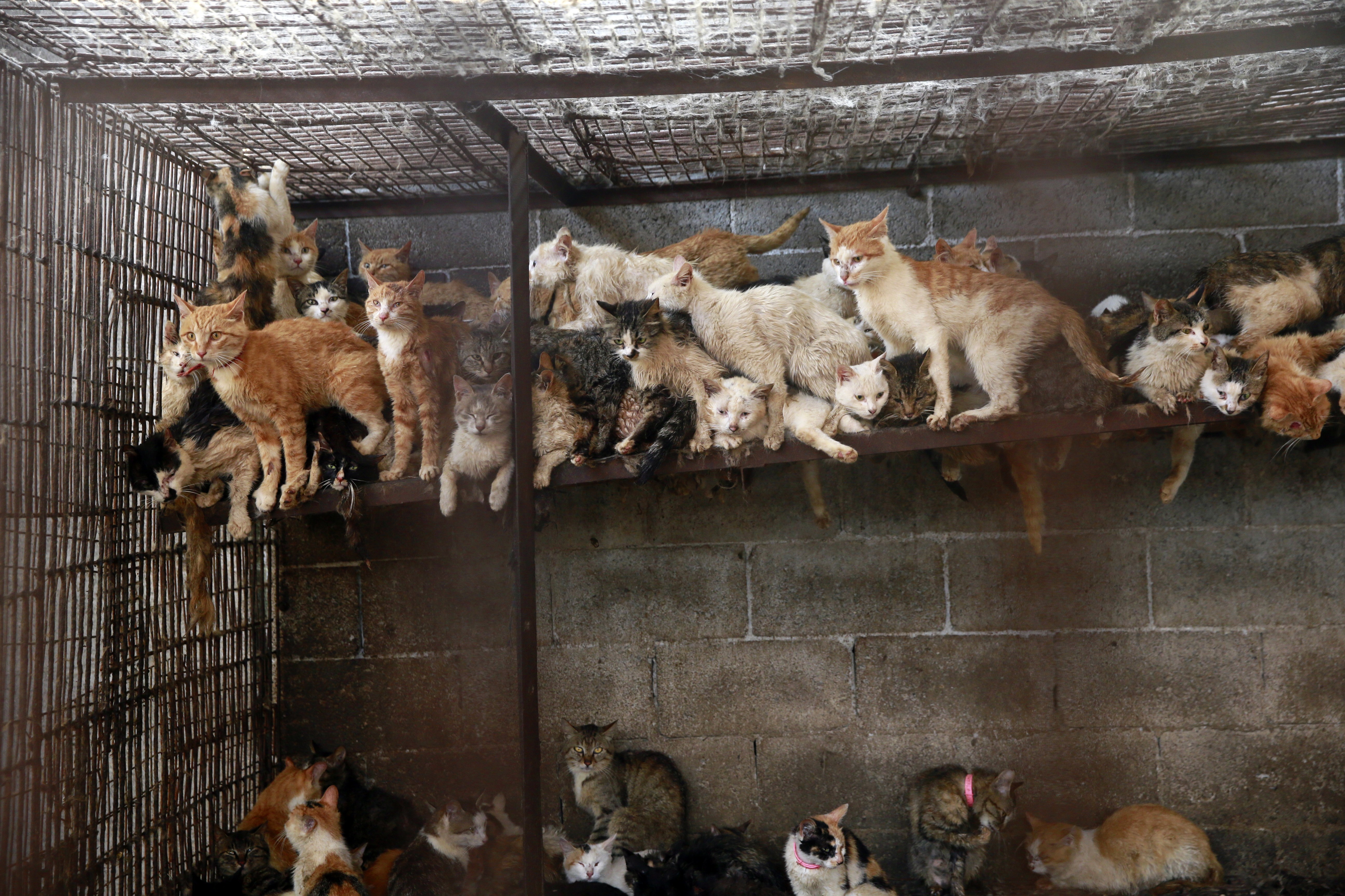 I had two minutes to save four animals from slaughter