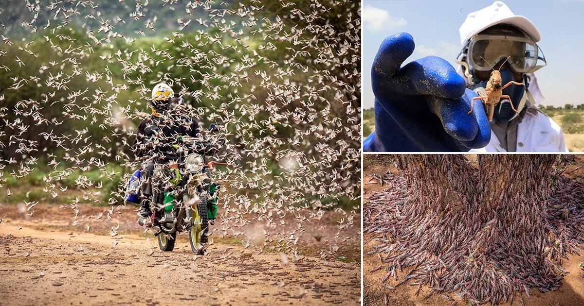 Swarm of locusts destroy 500,000 acres of crops, leaving millions facing food crisis