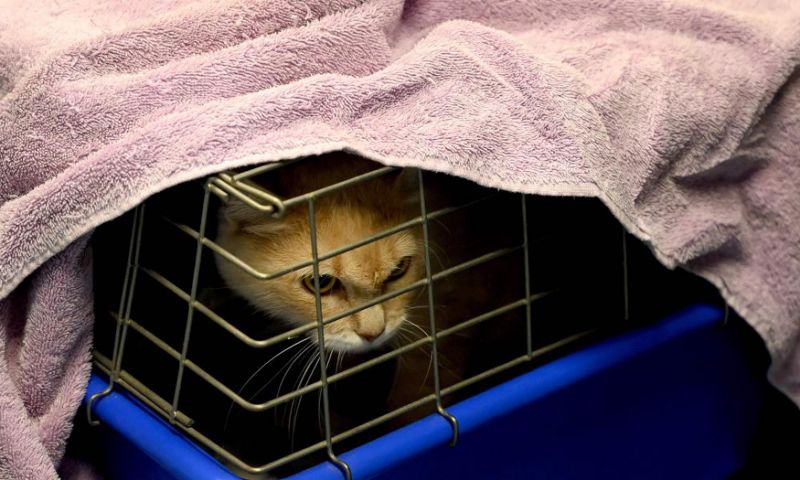 ‘Hundreds and hundreds of kittens’: the volunteers saving strays as Covid-19 closes shelters