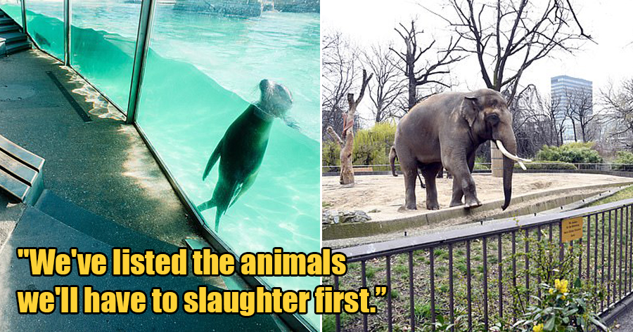 German Zoos Might Have to Feed Their Animals to Each Other As a Last Resort to Keep Zoo Alive