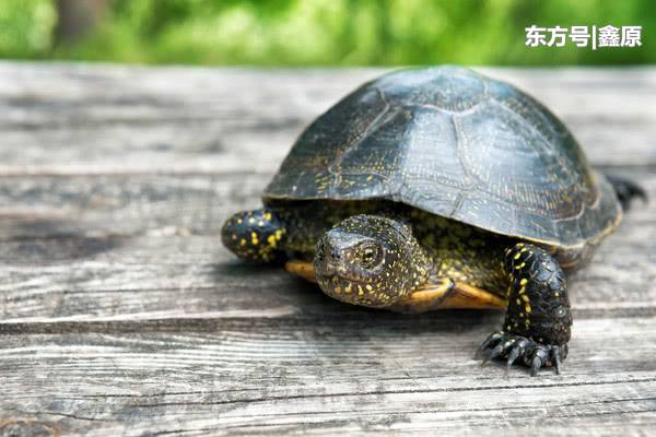 ​太想出门放风！罗马女不顾禁令牵宠物龟一起上街遛弯，被逮捕！