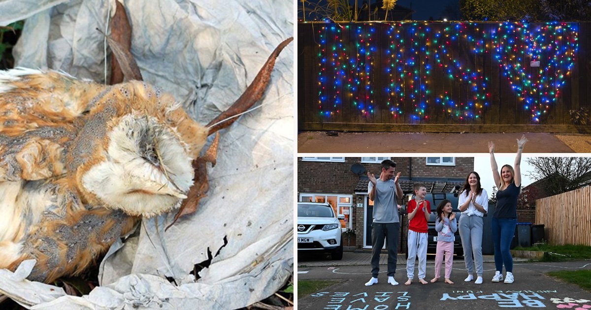 Animal charities beg people not to use sky lanterns during clap for carers