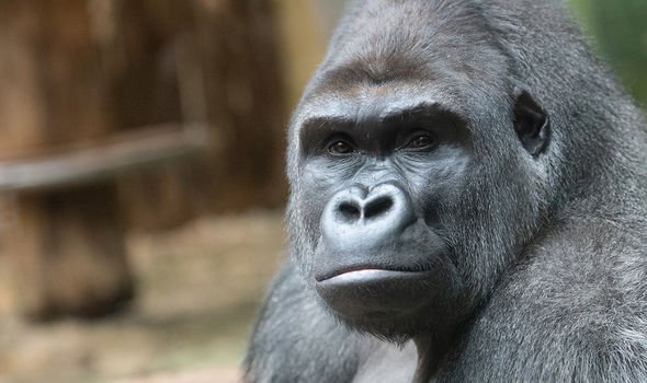Shock data shows gorillas and chimpanzees could catch coronavirus from humans