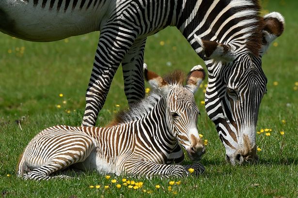 Coronavirus: Animals 'could be killed if zoos close down because of lockdown'