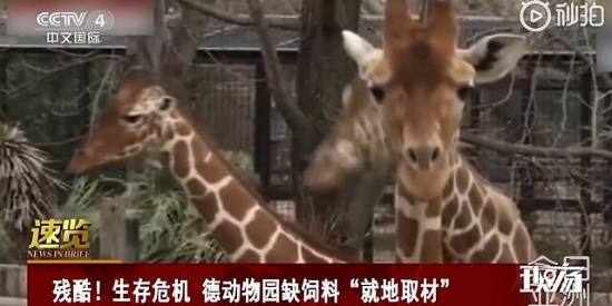 德国一动物园打算“用动物喂动物”，甚至已排好安乐死顺序